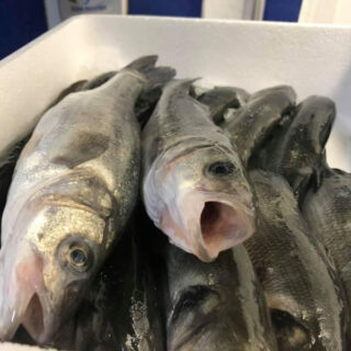 poissons pêche de Sète